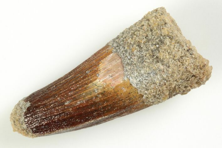 Fossil Spinosaurus Tooth - Real Dinosaur Tooth #204451